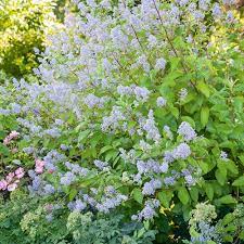 ceanothe gloire de versauilles